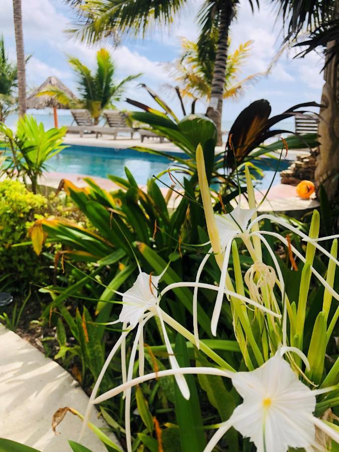 Coral Cove Inn Maya Beach Exteriör bild